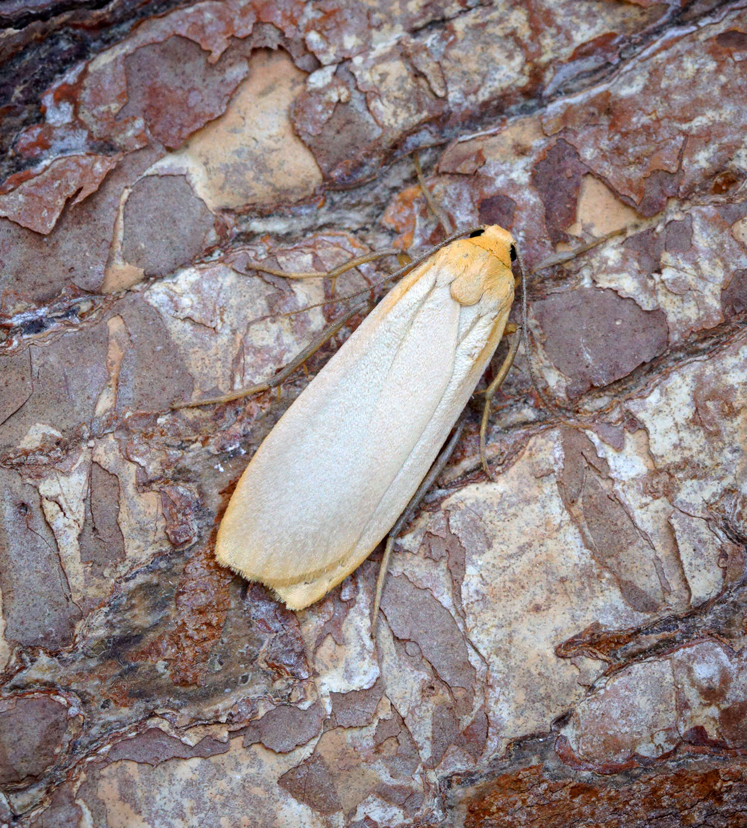 Image of buff footman