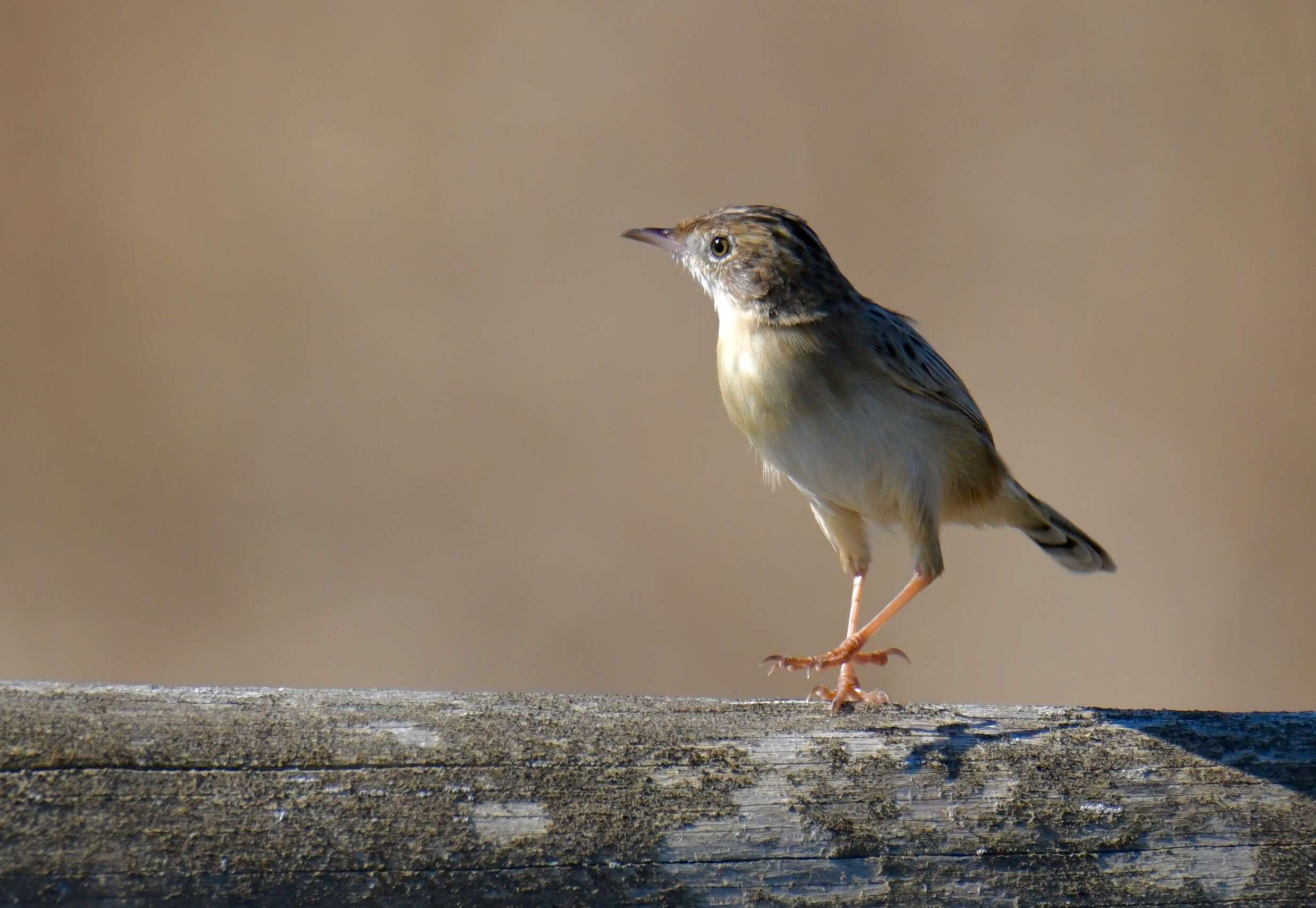 Image of Fan-tailed Cisticola