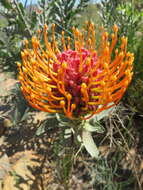 Image of silky-haired pincushion