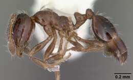 Image of Monomorium trageri Du Bois 1986