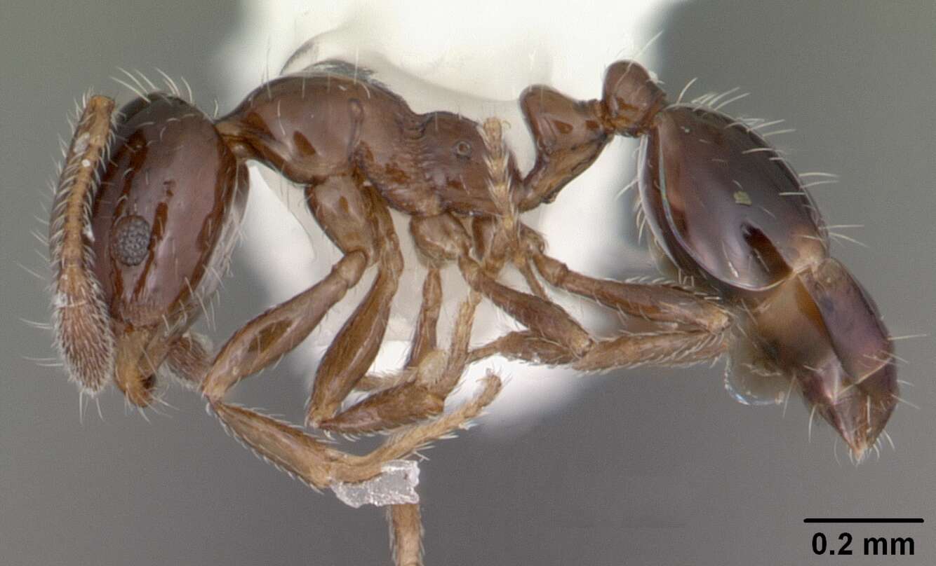 Image of Monomorium trageri Du Bois 1986