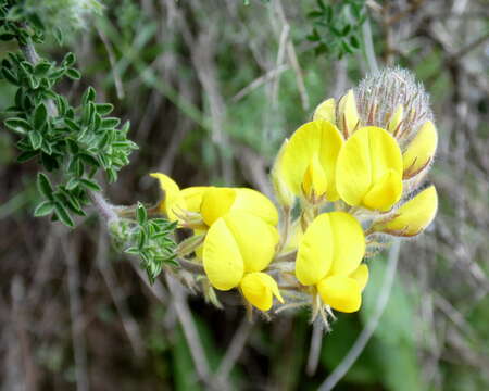 Image of Canary Island flatpod