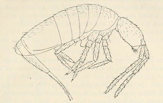 Image de Pseudosinella