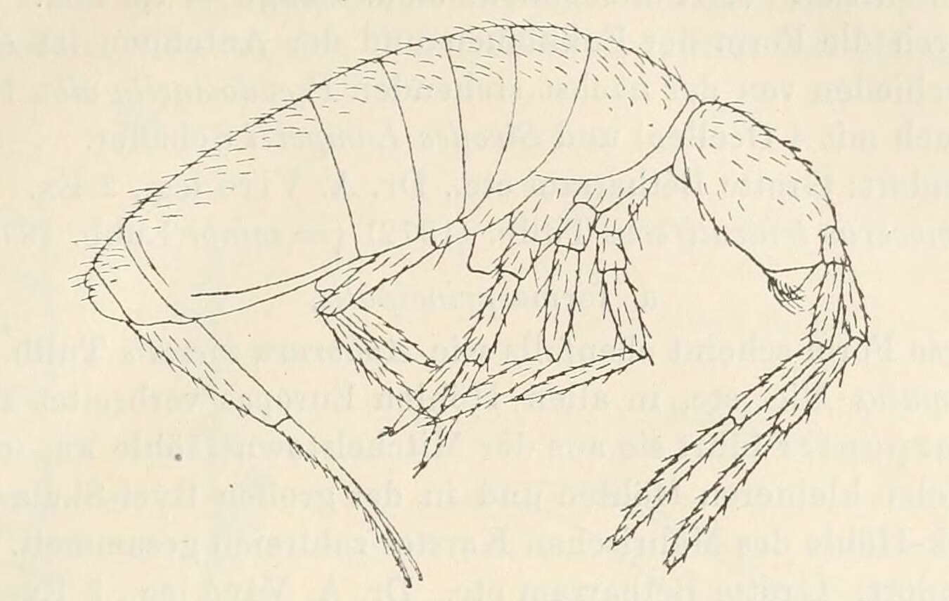 Image of Pseudosinella