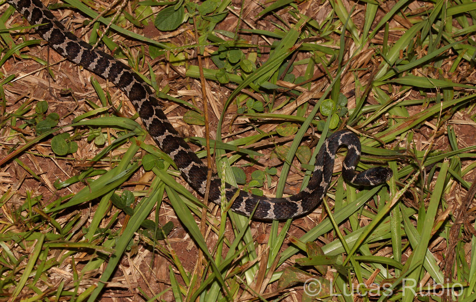 Image of Boulenger's Tree Snake