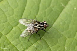 Image of House fly