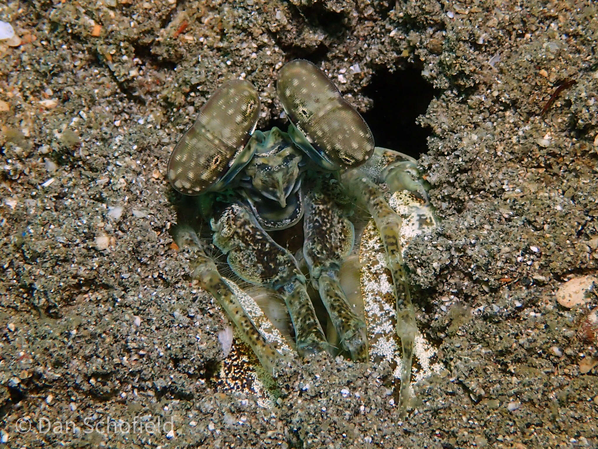 Image of Lysiosquillina maculata