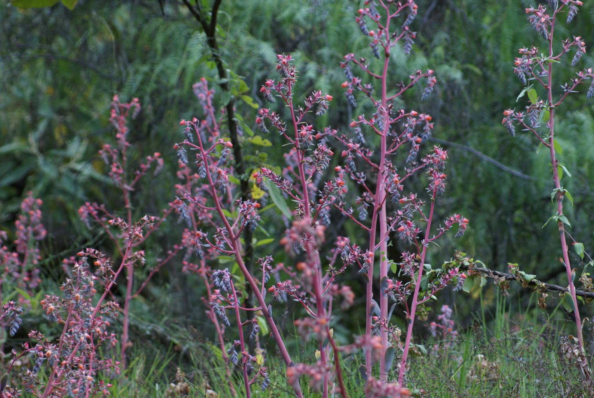 Plancia ëd Echeveria gibbiflora DC.