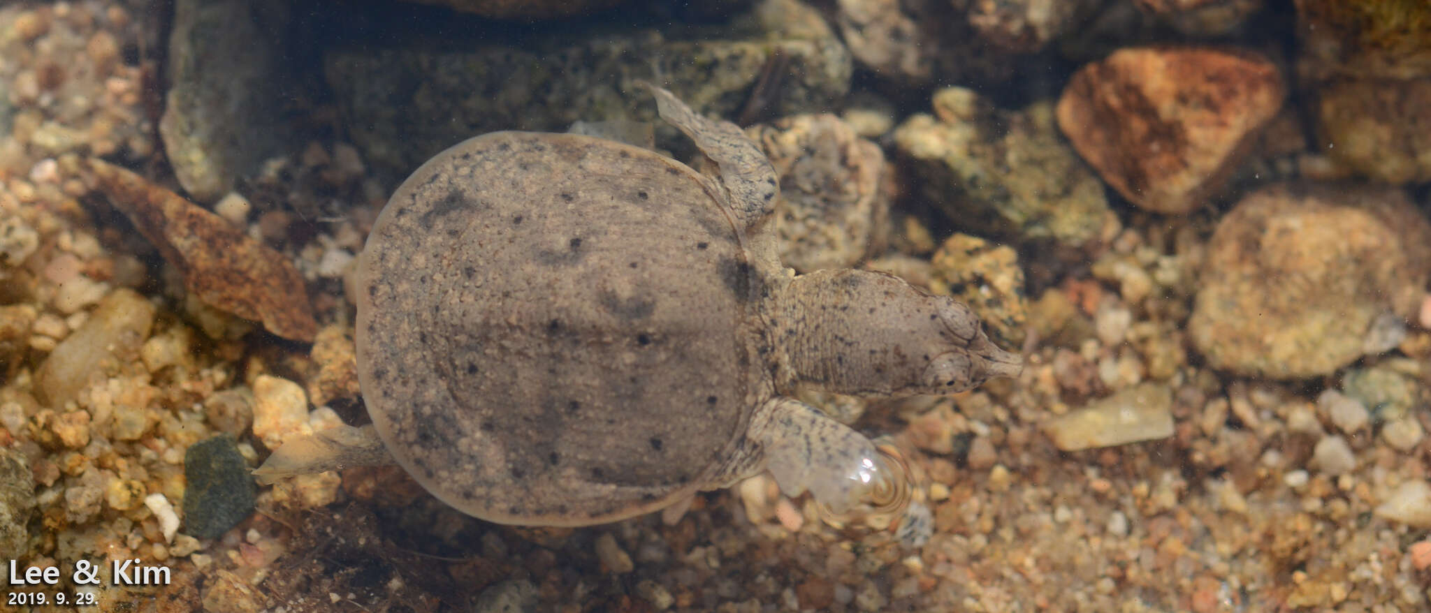 Image of Northern Chinese softshell turtle