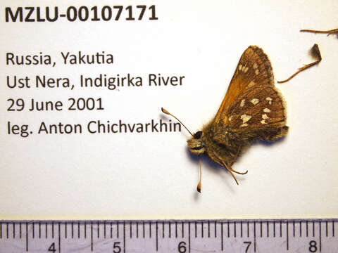 Image of Common Branded Skipper