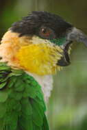 Image of Black-headed Parrot