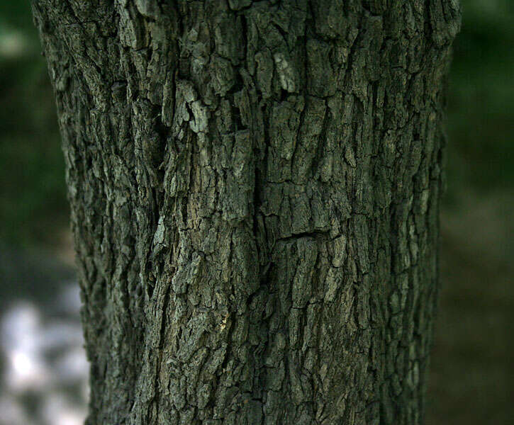 Image of Green Ebony Persimmon