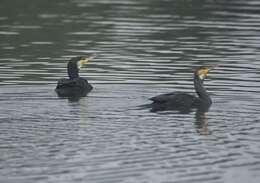 Image of Black Shag