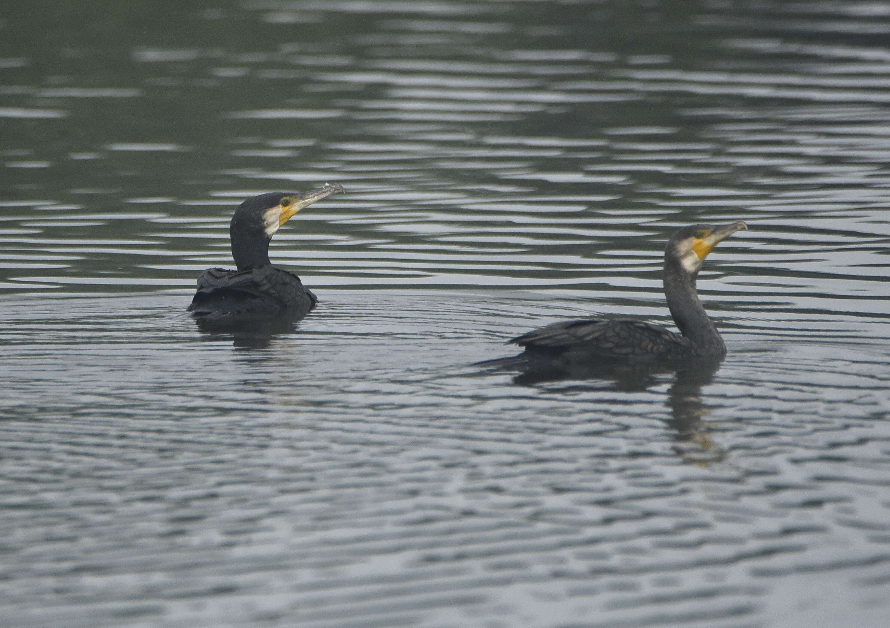 Image of Black Shag