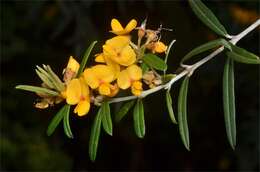 Image of Oxylobium arborescens R. Br.