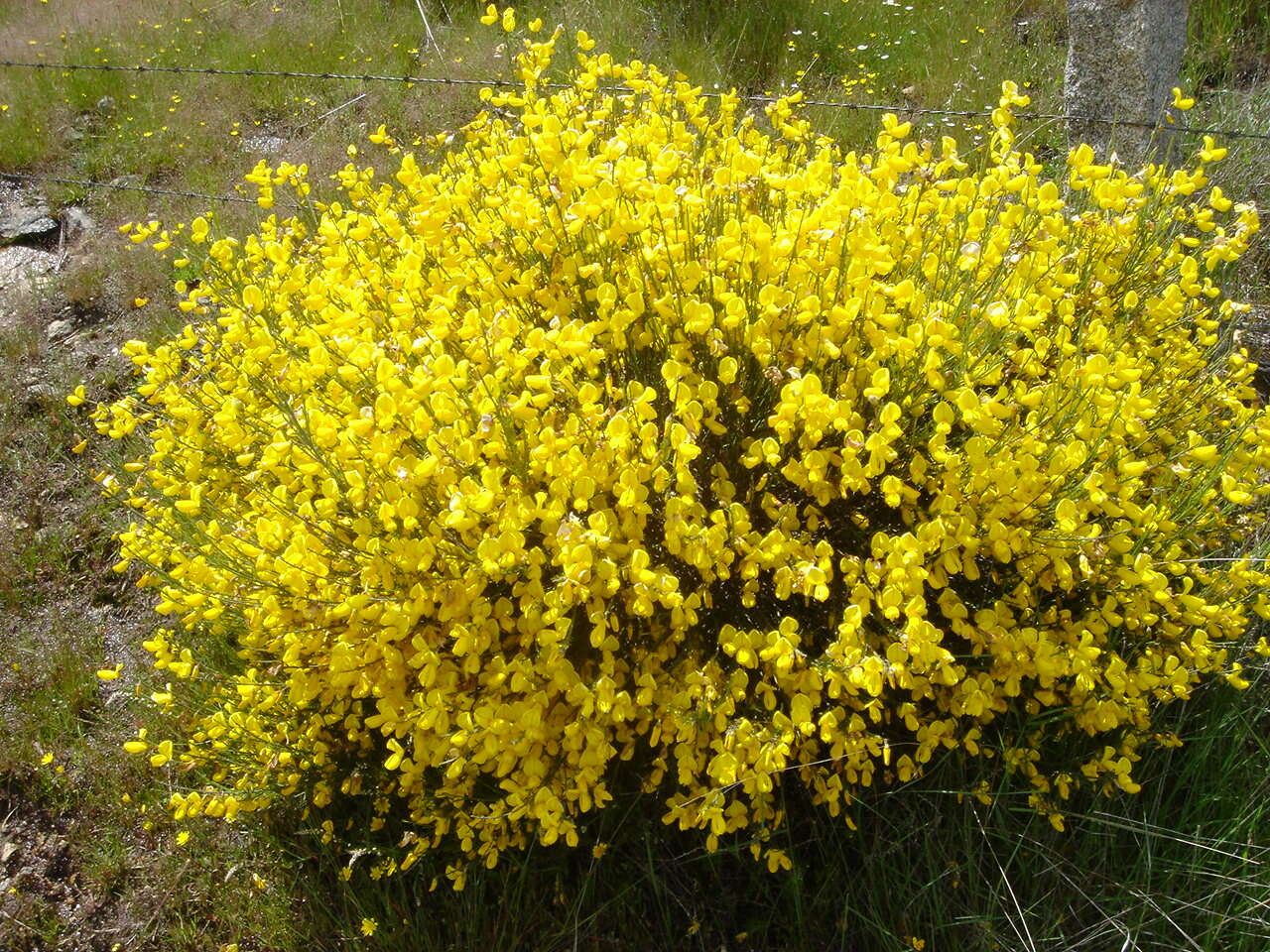 Image of Cytisus oromediterraneus