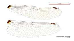 Image of Austrosynthemis Carle 1995