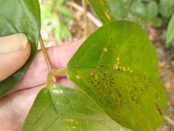 Imagem de Palmeria scandens F. Müll.