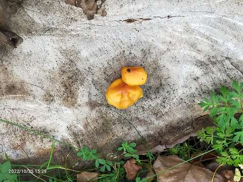 Image of Deer Mushrooms