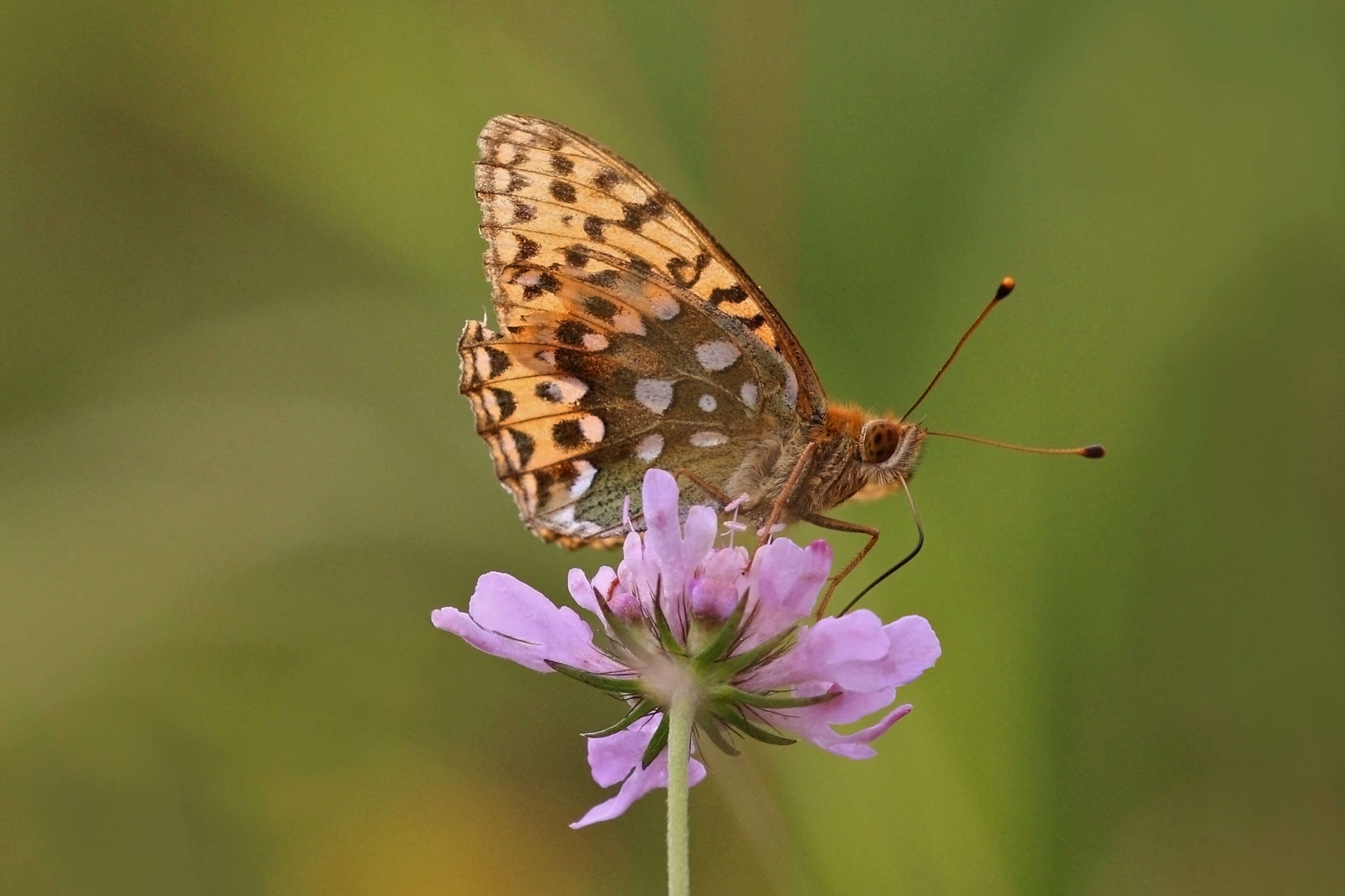 Image of Speyeria aglaja