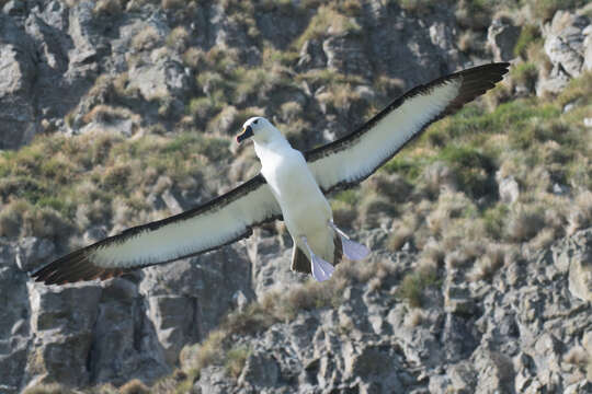 Image de Albatros de Carter