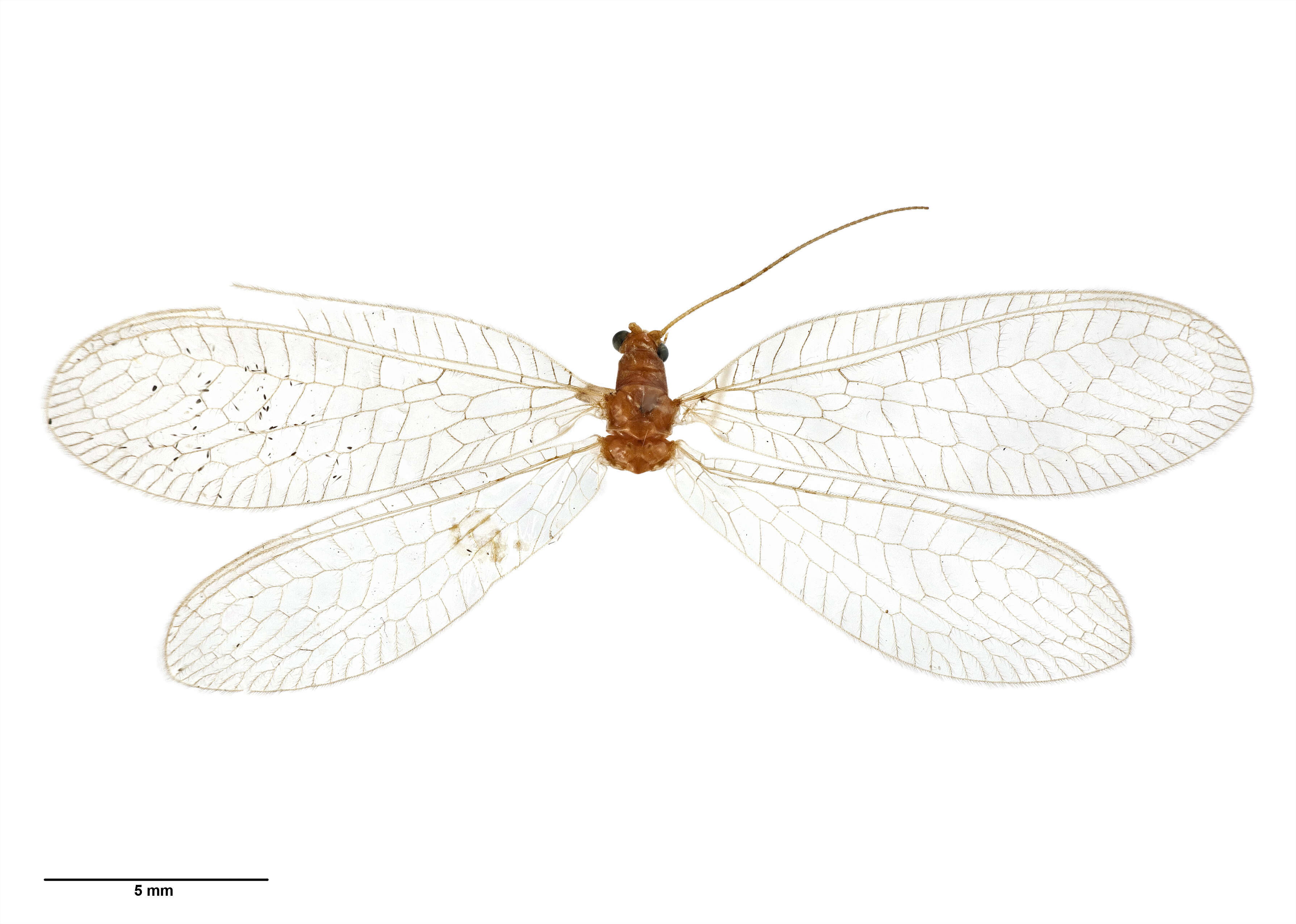 Image of Lacewing