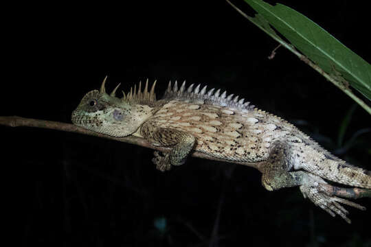 Image of Acanthosaura cardamomensis Wood, Grismer, Grismer, Neang, Chav & Holden 2010