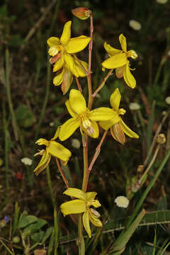 Image of Cyanella lutea L. fil.