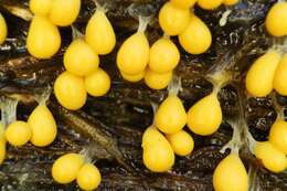 Image of Egg-shell Slime Mould