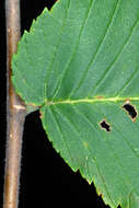 Image of cork elm