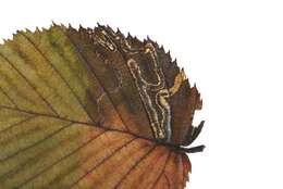 Stigmella carpinella (Heinemann 1862) Gerasimov 1952 resmi