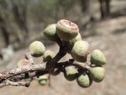 Image of Tenterfield woollybutt