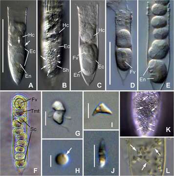 Image of alveolates