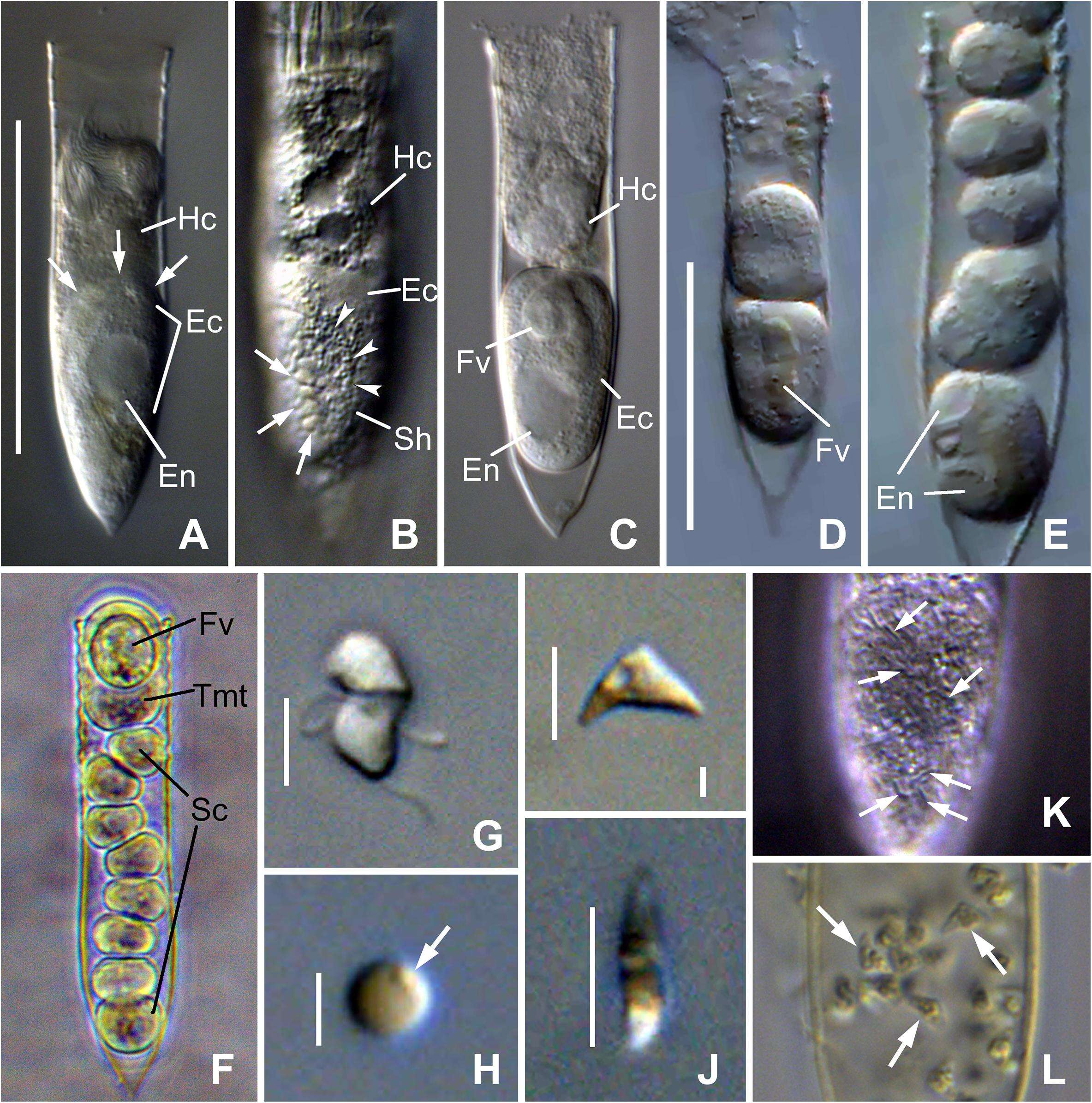 Image of alveolates