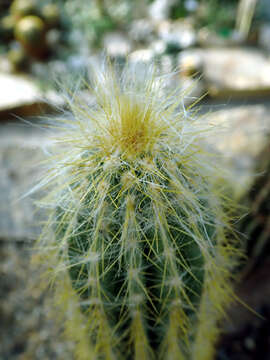 Imagem de Pilosocereus chrysacanthus (F. A. C. Weber) Byles & G. D. Rowley