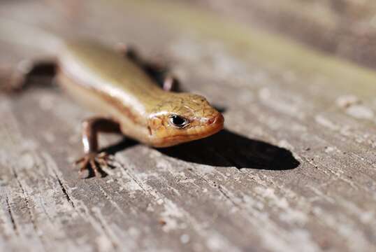 Image of Common Five-lined Skink