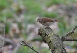 Image of Hermit Thrush