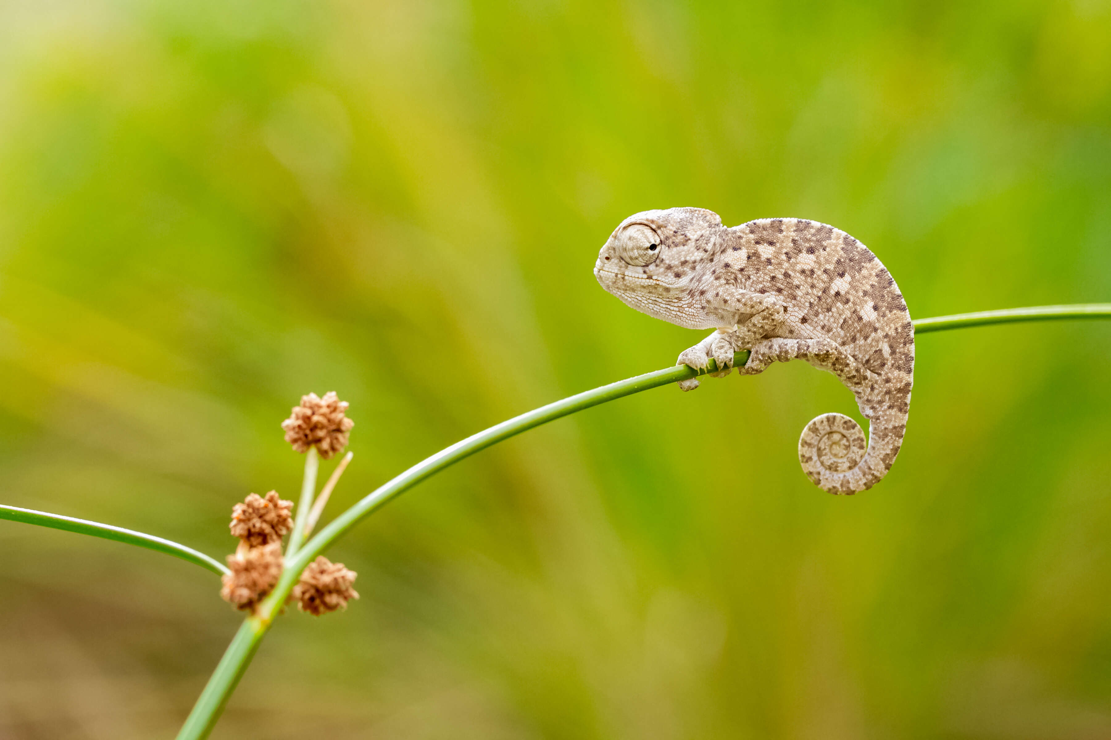 Image de Caméléon commun