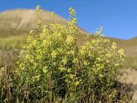 Image of Jared's pepperweed