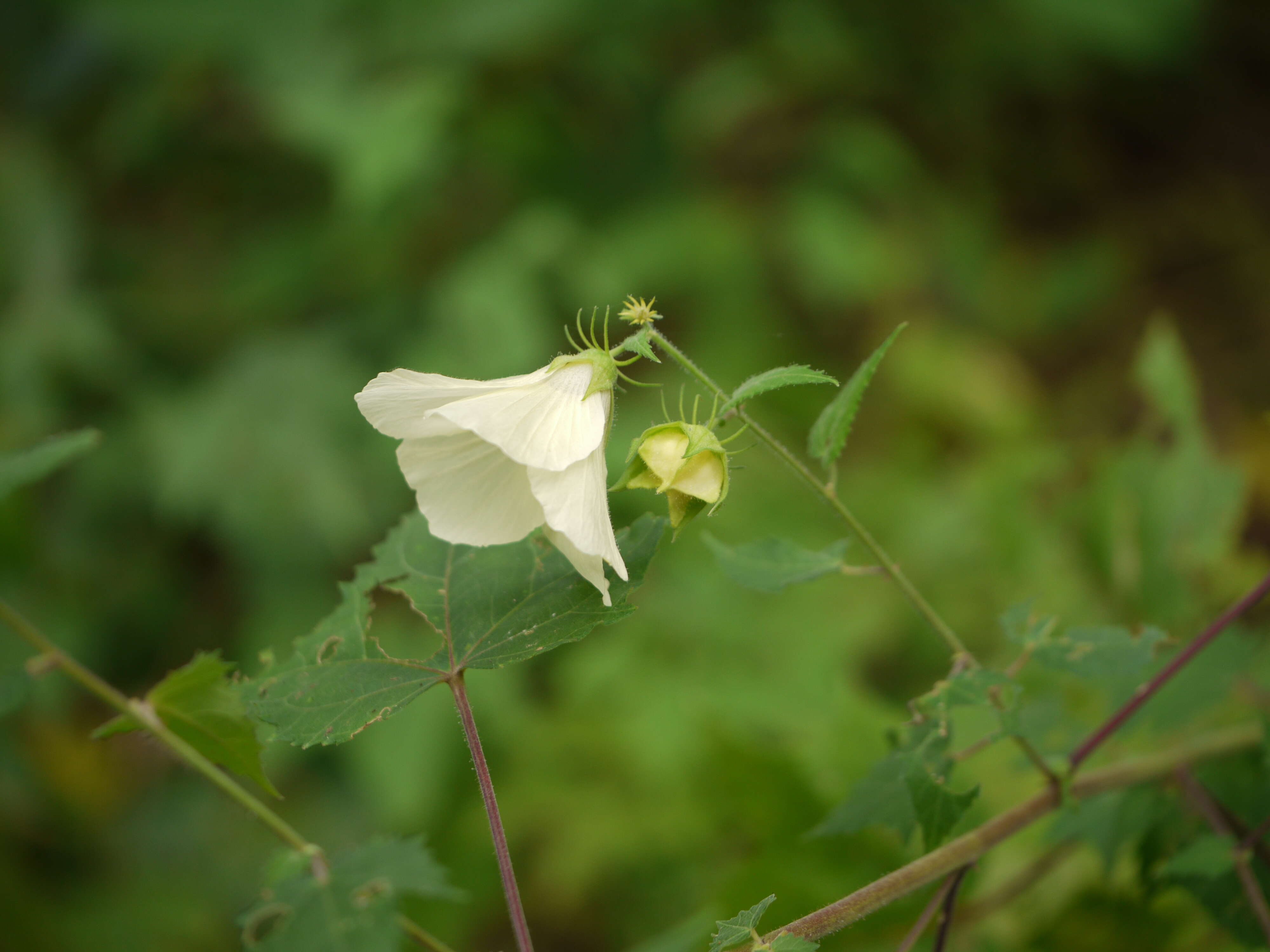 Hibiscus vitifolius L.的圖片