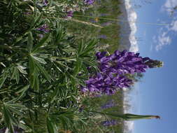 Imagem de Lupinus argenteus Pursh