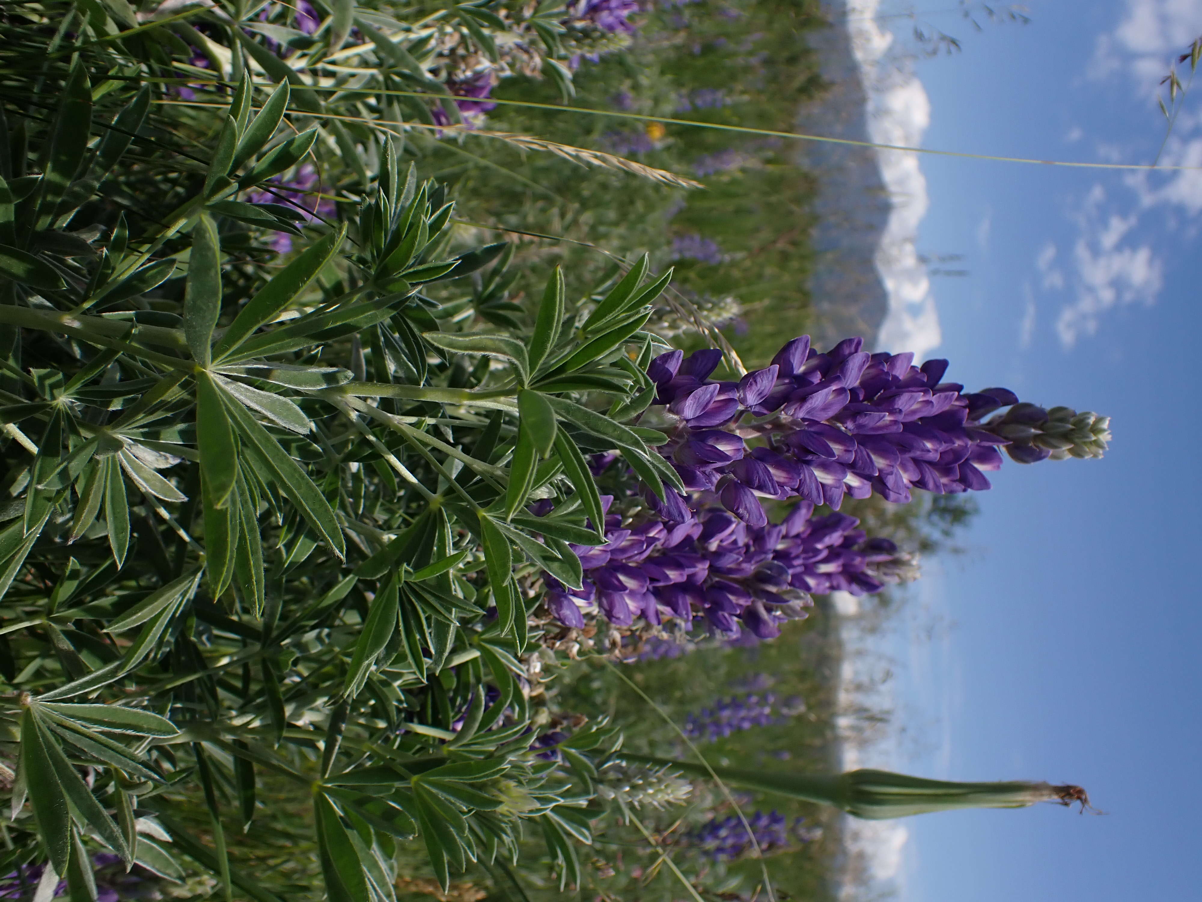 Imagem de Lupinus argenteus Pursh