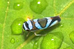 Image of Macugonalia moesta (Fabricius 1803)