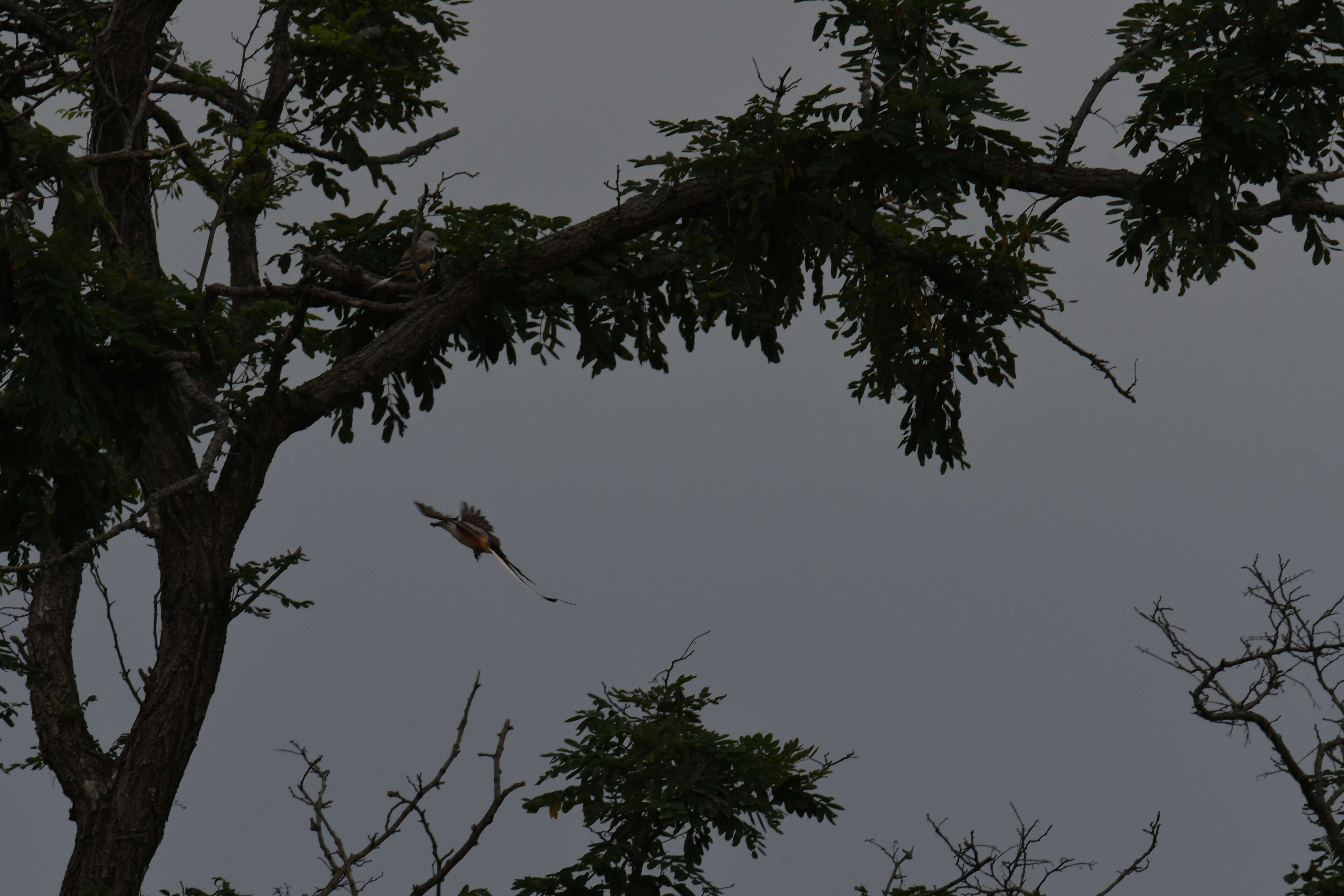 Image of Scissor-tailed Flycatcher