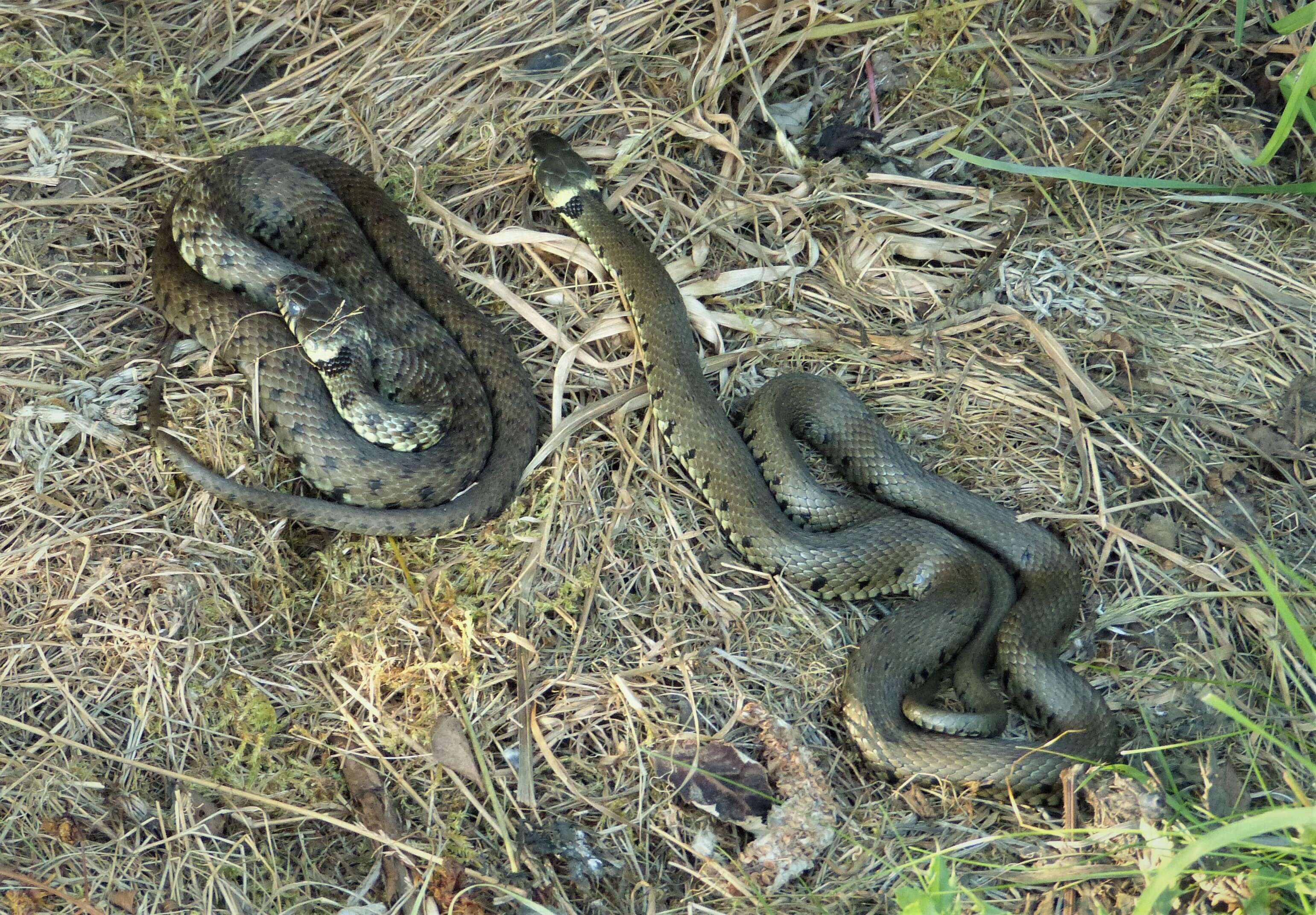 Image of Grass Snake