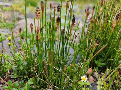 Image of Equisetum bogotense Kunth