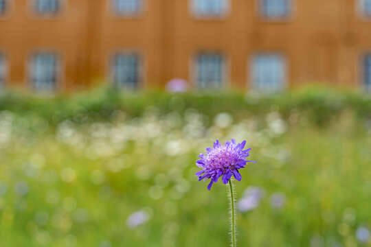 Image of Devil’s Bit Scabious