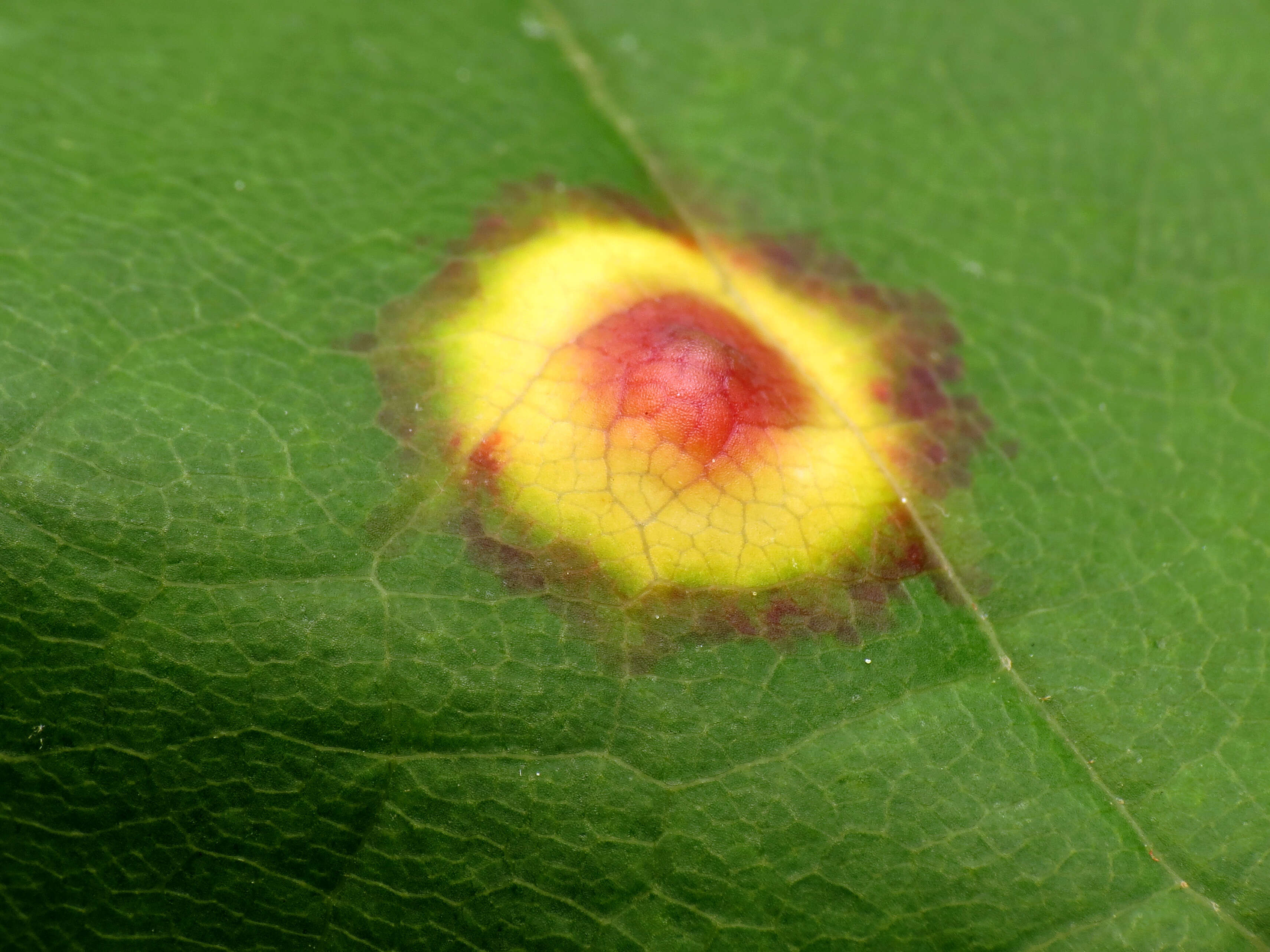 Image of Ocellate Gall Midge