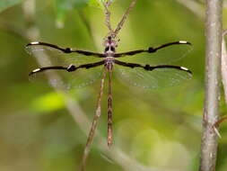 Image of Telephlebia tillyardi Campion ex Tillyard 1916