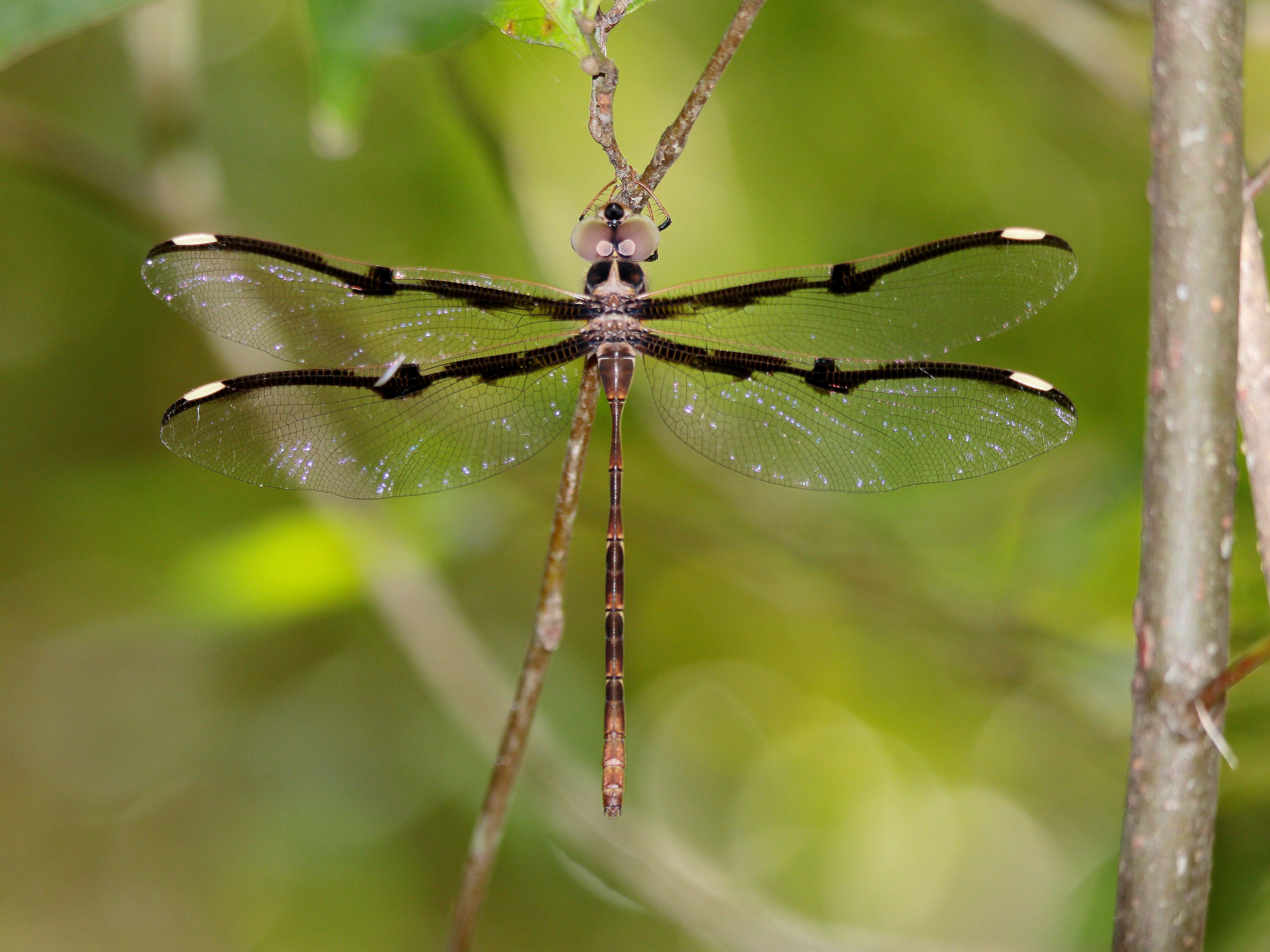 Image of Telephlebia tillyardi Campion ex Tillyard 1916